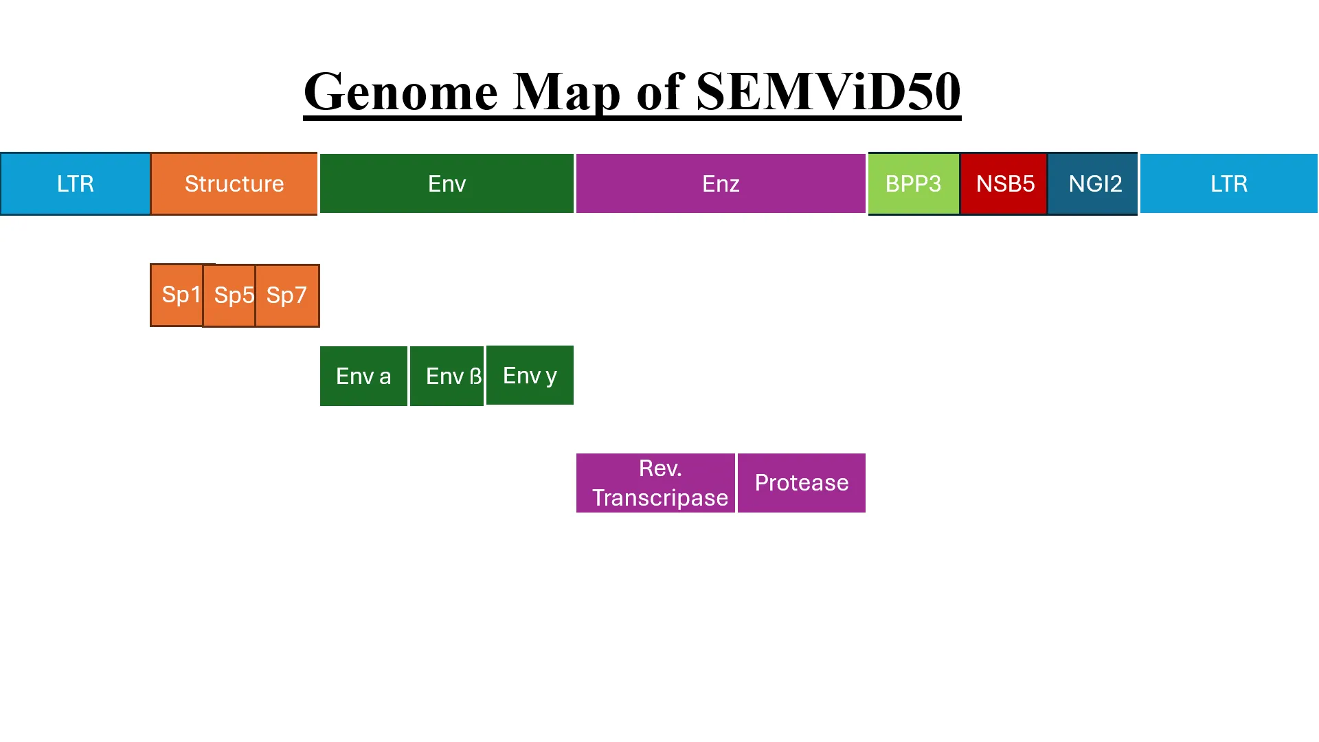 Genome map of SEMViD-50: a linear diagram of eight regions in order LTR, Structure, Env, Enz, BPP3, NSB5, NGI2, LTR, with the Structure region resolving into Sp1, Sp5 and Sp7, the Env region into Env alpha, Env beta and Env gamma, and the Enz region into reverse transcriptase and protease.